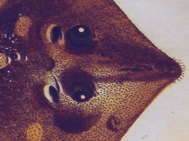 object thumbnail