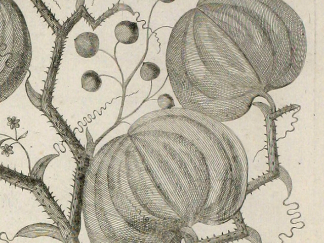 object thumbnail