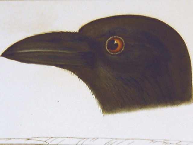 object thumbnail
