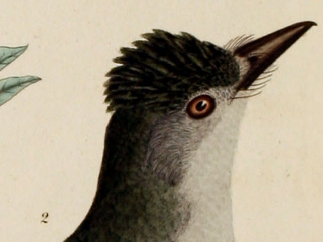 object thumbnail
