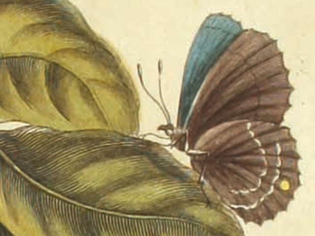 object thumbnail