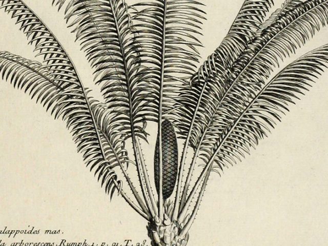 object thumbnail