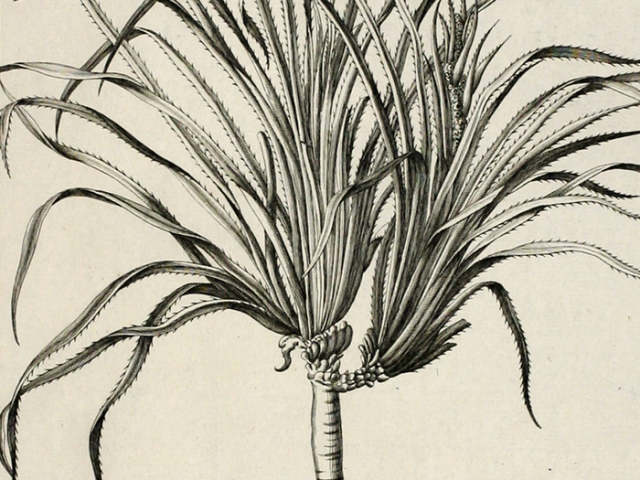 object thumbnail