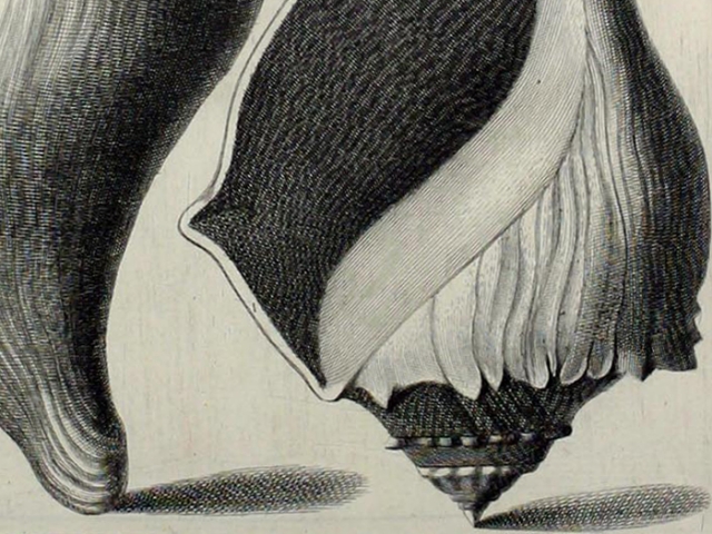 object thumbnail
