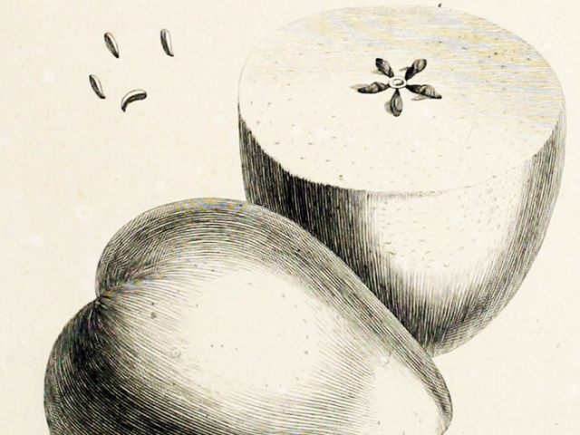 object thumbnail