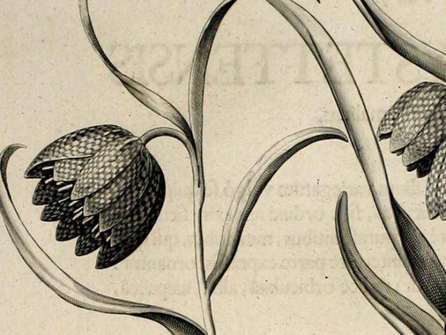 object thumbnail