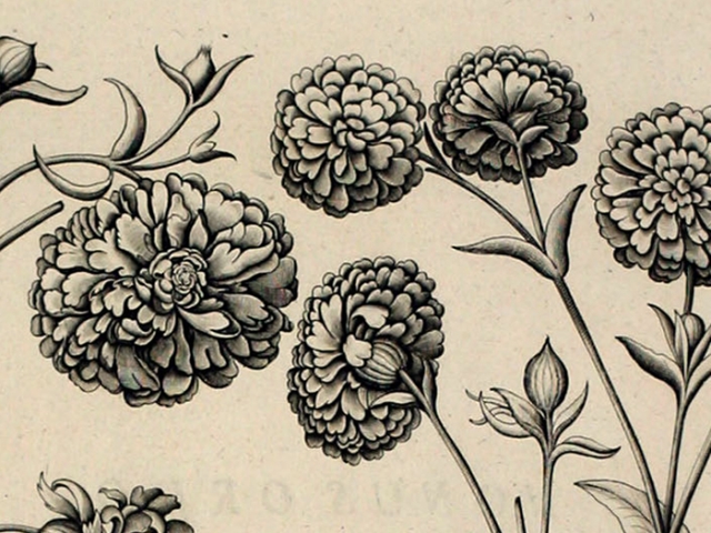object thumbnail