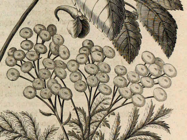 object thumbnail