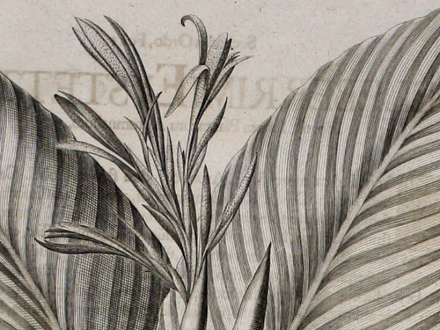 object thumbnail