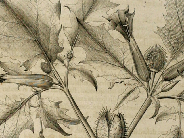 object thumbnail