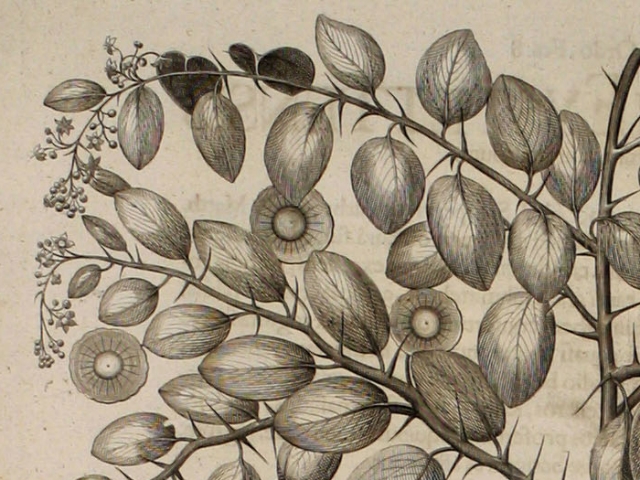 object thumbnail