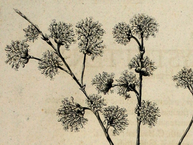 object thumbnail