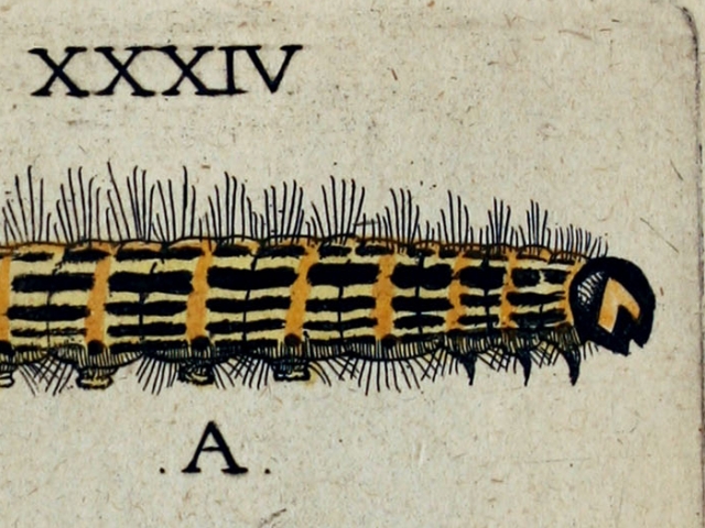 object thumbnail