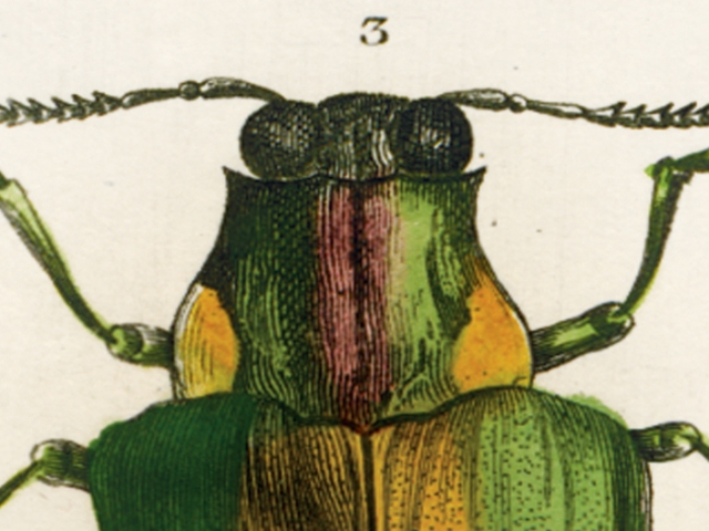 object thumbnail